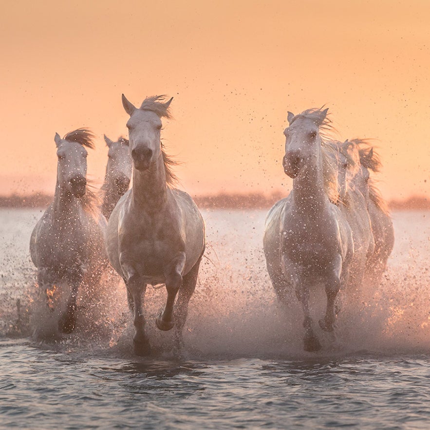 https://iceland-photo-tours.com/trips-and-experiences/international-workshops/kamchatka-photo-tour-in-the-land-of-the-giants