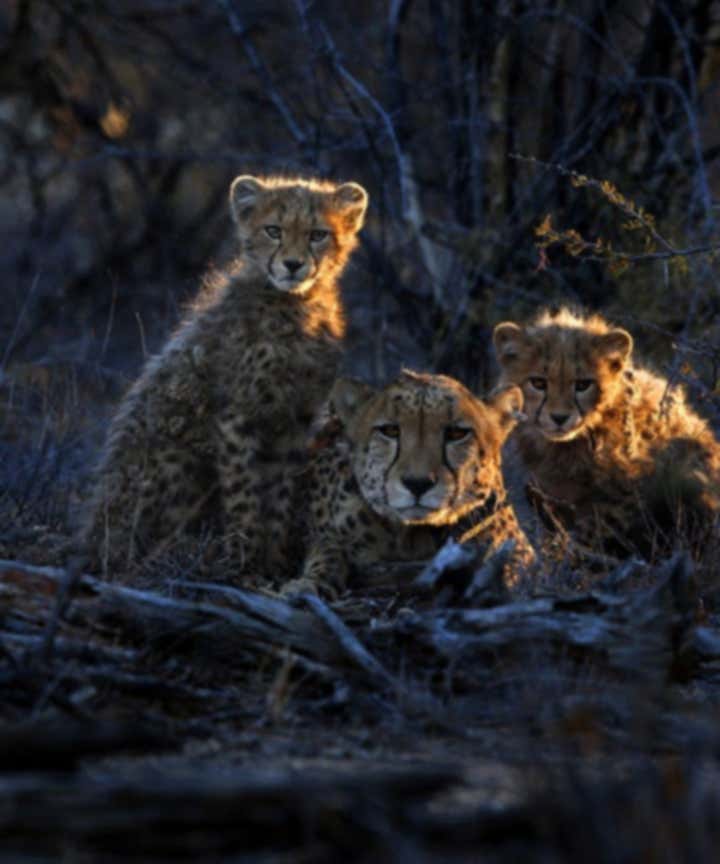 Africa Photo Safaris and Workshops
