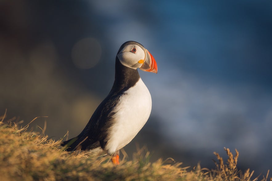 Puffin in Iceland