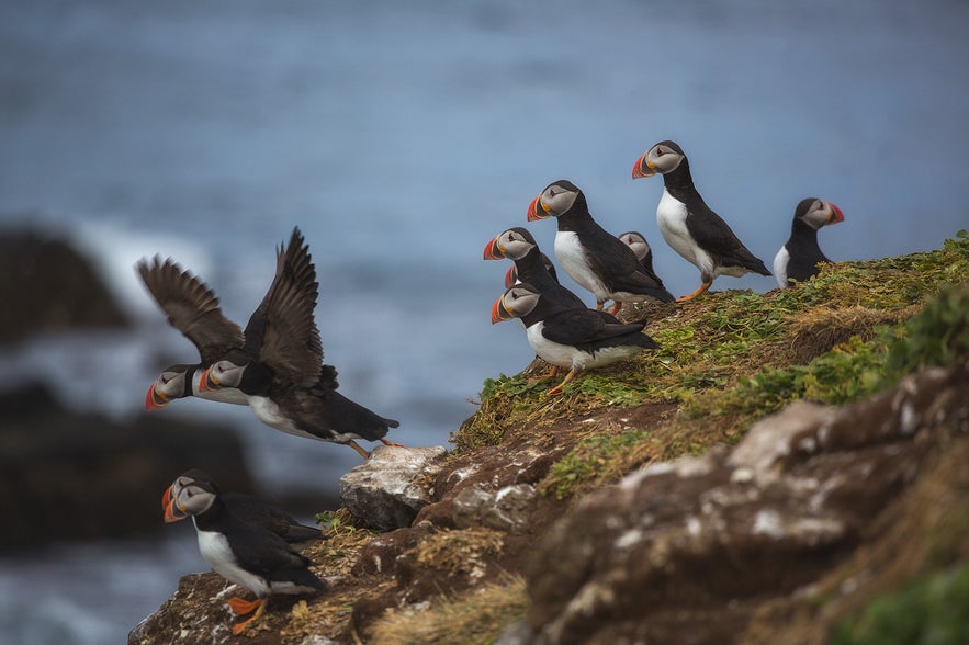 Puffin in Iceland