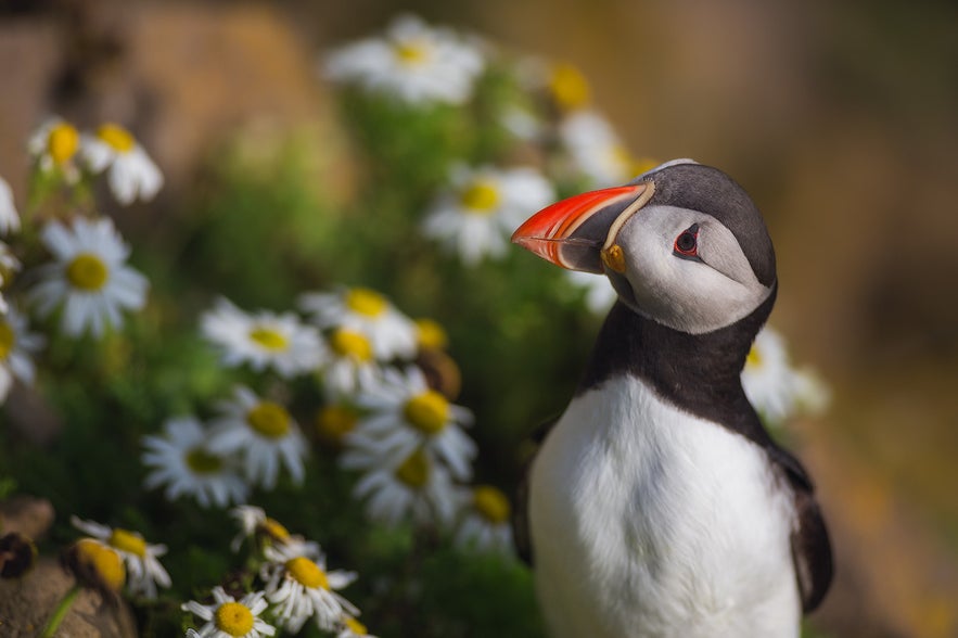 Puffin in Iceland