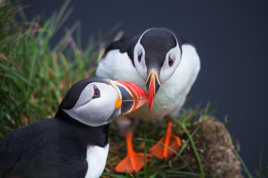 Puffins in Iceland