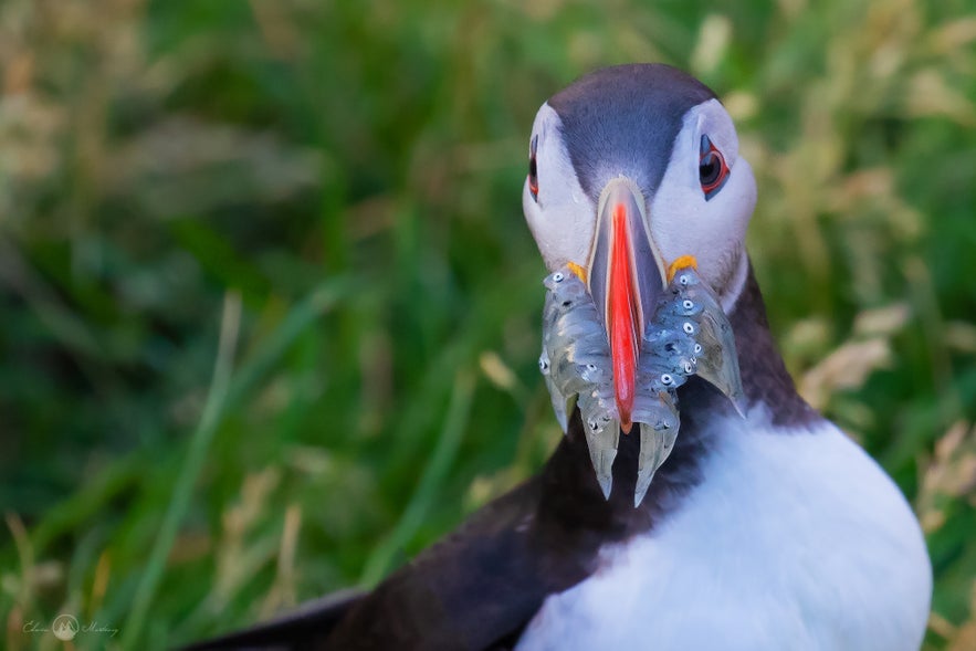 Puffin in Iceland