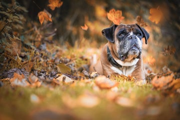 dog-2955832_1920.jpg
