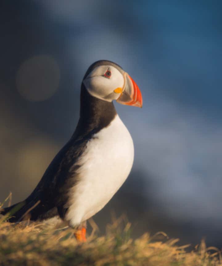Wildlife Photography Tips