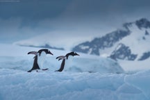 Antarctica Photography Tips