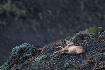leonardopapera-wildlifephotographytips2.jpg