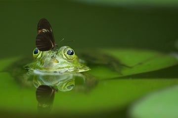 Stock-FocusStacking-frog-540812_1920.jpg