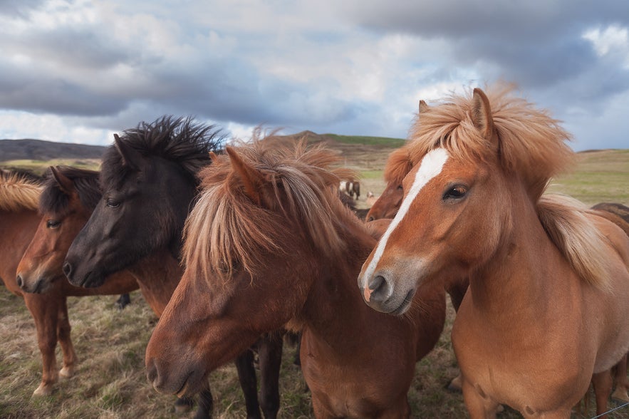 Icelandic Horse